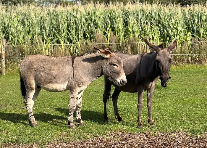 Vakantiehuis Schlottmann Achtrup