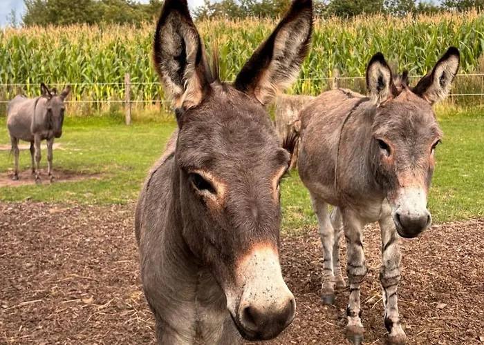 Vakantiehuis Schlottmann Achtrup